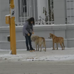 Cuidador de “callejeritos” pide que la gente no se desligue del perro