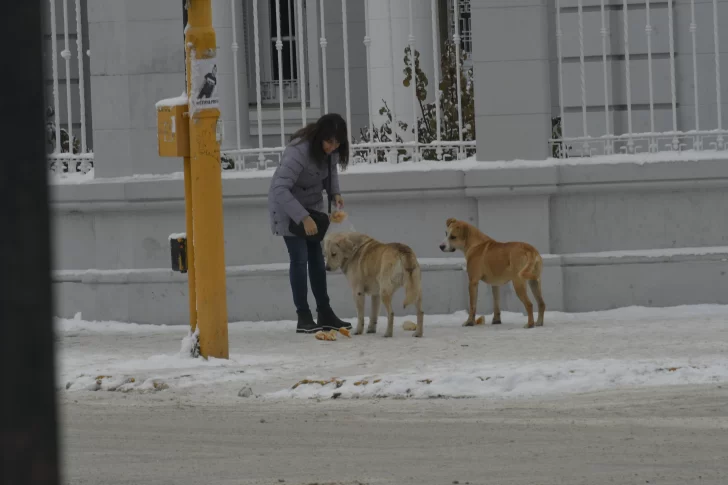 Cuidador de “callejeritos” pide que la gente no se desligue del perro