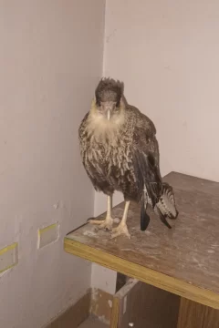 Bomberos recataron a un aguilucho que no podía volar y quedó atascado en un techo