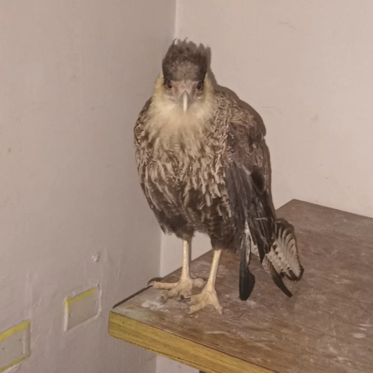 Bomberos recataron a un aguilucho que no podía volar y quedó atascado en un techo