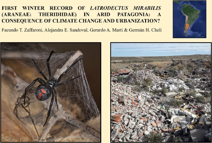 arana-viuda-negra-residuos-puerto-madryn-chubut-728x492