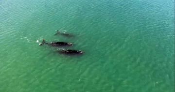 Sorpresivo avistaje de ballenas en Río Gallegos: “Un espectáculo hermoso”