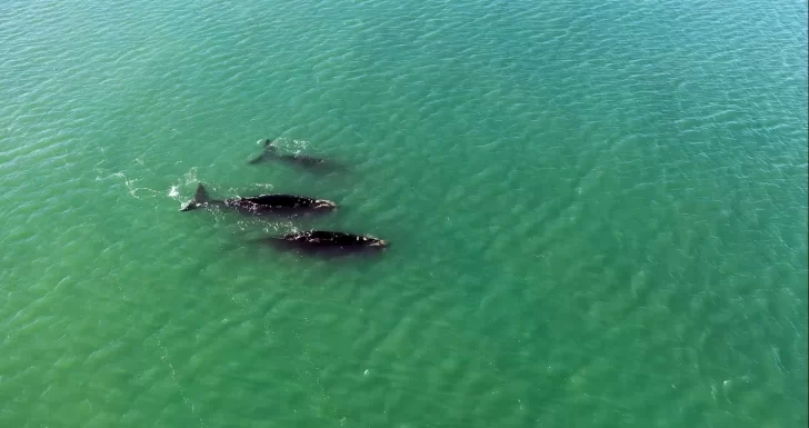 Sorpresivo avistaje de ballenas en Río Gallegos: “Un espectáculo hermoso”