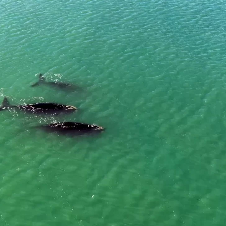 Sorpresivo avistaje de ballenas en Río Gallegos: “Un espectáculo hermoso”