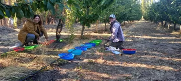 Riego clave para mejorar la calidad de las cerezas de Los Antiguos