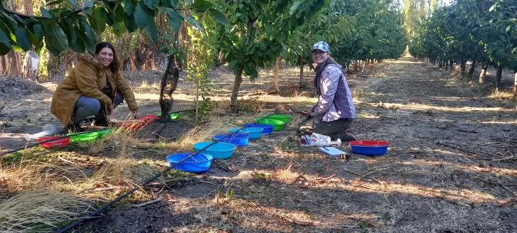 Riego clave para mejorar la calidad de las cerezas de Los Antiguos