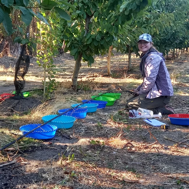 Riego clave para mejorar la calidad de las cerezas de Los Antiguos