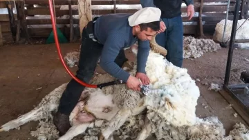 Para Nación las exportaciones de lana ovina fueron récord pero los productores ponen paños fríos