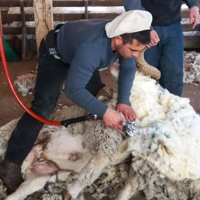 Para Nación las exportaciones de lana ovina fueron récord pero los productores ponen paños fríos
