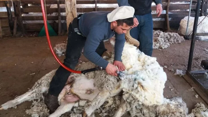 Para Nación las exportaciones de lana ovina fueron récord pero los productores ponen paños fríos
