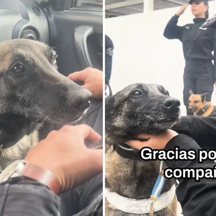 La emotiva despedida a Kiara, la perra policía que se jubiló: ¡Gracias por el legado! La emotiva despedida a Kiara, la perra policía que se jubiló: ¡Gracias por el legado!