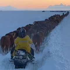 Impactante caravana de vacas y toros en los campo nevados de Santa Cruz