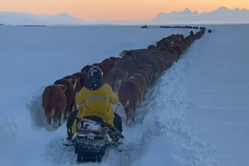 Impactante caravana de vacas y toros en los campo nevados de Santa Cruz Impactante caravana de vacas y toros en los campo nevados de Santa Cruz