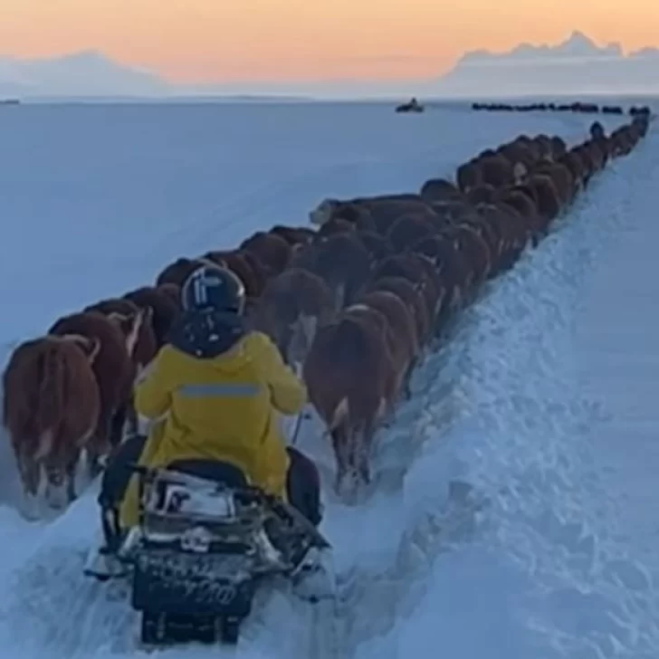 Impactante caravana de vacas y toros en los campo nevados de Santa Cruz Impactante caravana de vacas y toros en los campo nevados de Santa Cruz