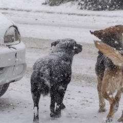 Vecino ofrece su guardería canina para cuidar temporalmente a perros callejeros