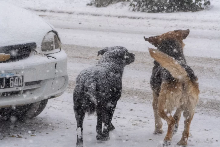 Vecino ofrece su guardería canina para cuidar temporalmente a perros callejeros