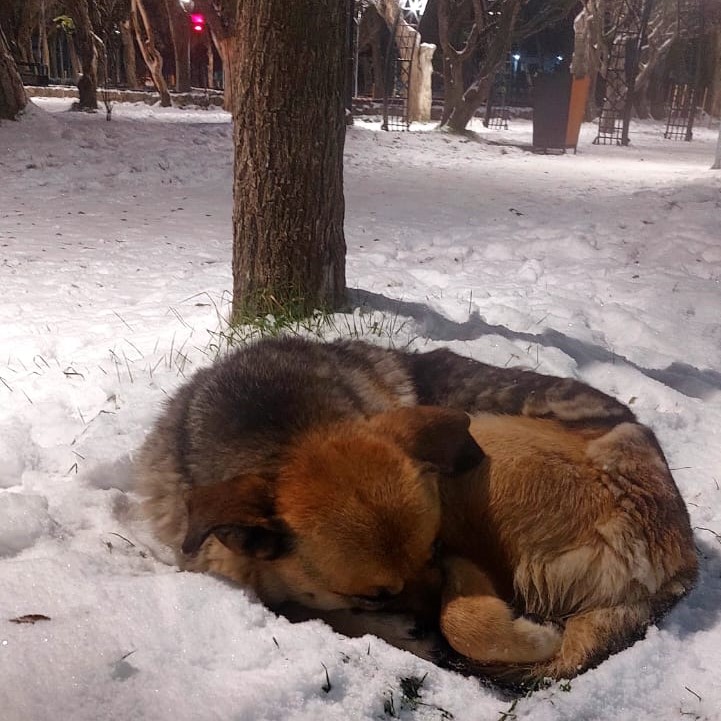 Rescataron a una perrita durmiendo en la nieve con ayuda de La Opinión Austral