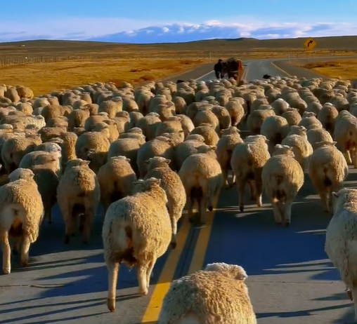 El SENASA declaró alerta sanitaria por sarna ovina en siete departamentos de Chubut