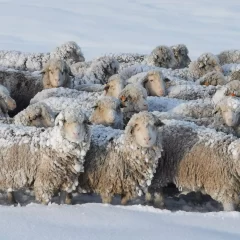 Por las fuertes nevadas, el Gobierno declaró la emergencia agropecuaria en Río Negro, Chubut y Santa Cruz