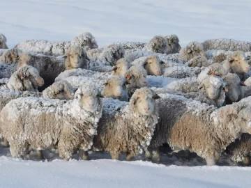 El crudo invierno generó pérdidas por encima del 30% al campo