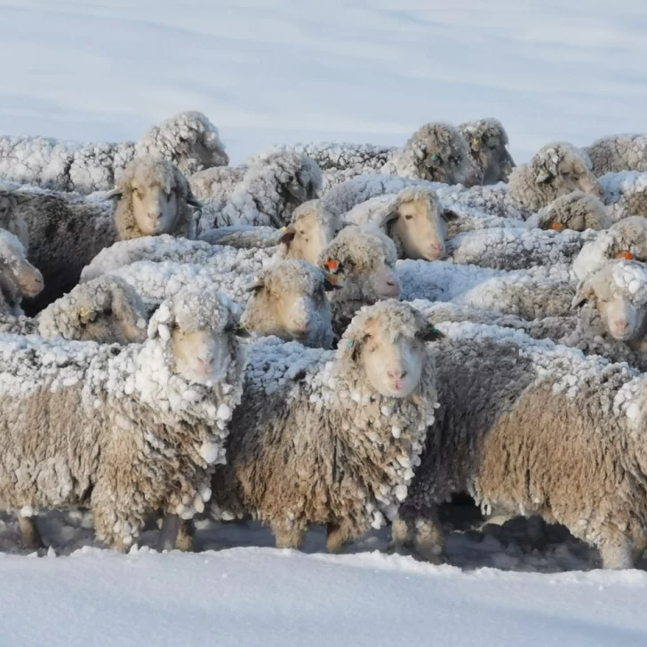 El crudo invierno generó pérdidas por encima del 30% al campo