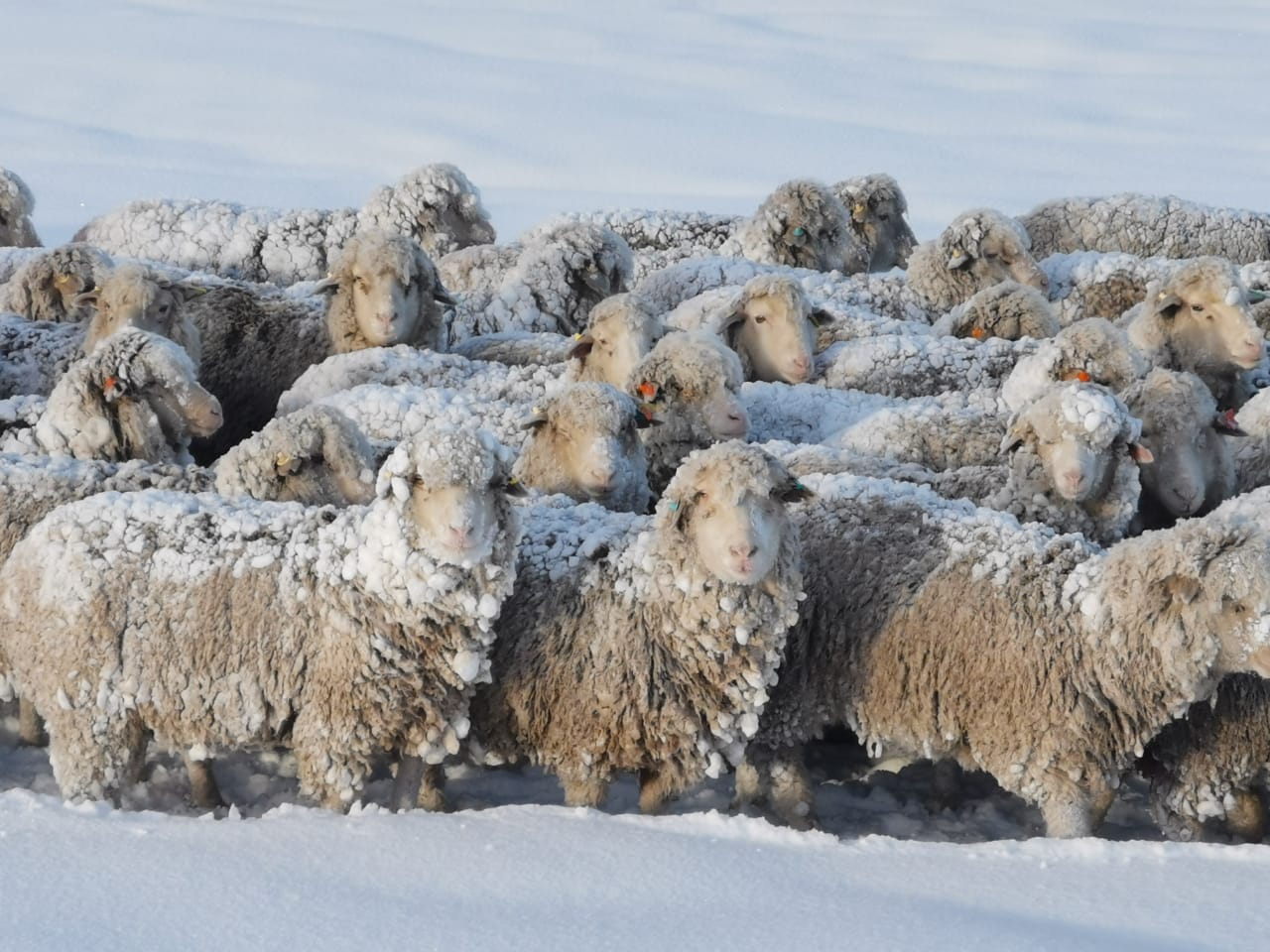  Buscan proteger el estatus sanitario de la Patagonia.