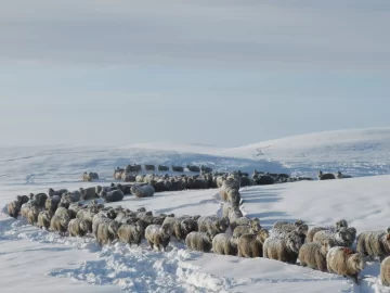 Piden a legisladores nacionales que reclamen restitución de la Ley Ovina Piden a legisladores nacionales que reclamen restitución de la Ley Ovina