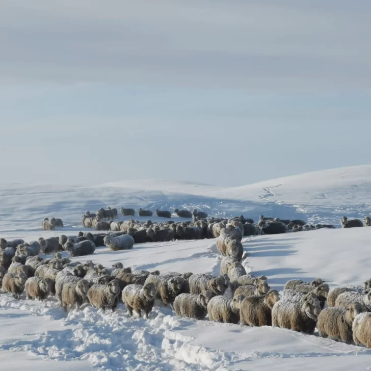 Piden a legisladores nacionales que reclamen restitución de la Ley Ovina Piden a legisladores nacionales que reclamen restitución de la Ley Ovina