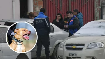 Control Animal secuestró al perro pitbull que atacó a un nene de 10 años