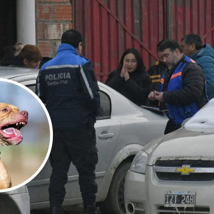 Control Animal secuestró al perro pitbull que atacó a un nene de 10 años