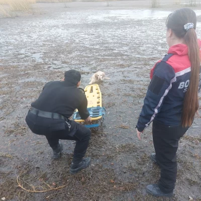 Rescataron a un perrito que quedó atrapado en una laguna