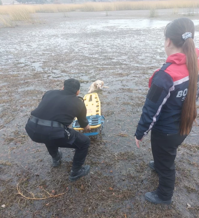 Rescataron a un perrito que quedó atrapado en una laguna