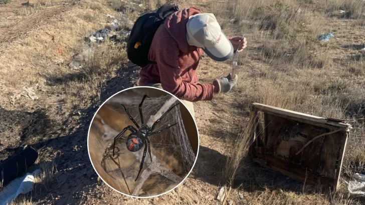 Alerta en la Patagonia por viudas negras: descubren arañas que sobrevivieron al invierno gracias a la basura de la gente