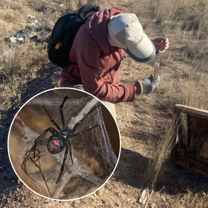 Alerta en la Patagonia por viudas negras: descubren arañas que sobrevivieron al invierno gracias a la basura de la gente