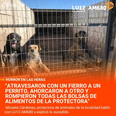 Horror en Santa Cruz: “Atravesaron con un fierro a un perrito, ahorcaron a otro y rompieron todas las bolsas de alimentos de la protectora”