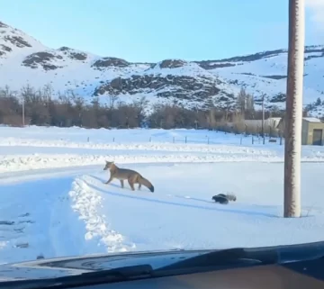 Una amistad poco probable: el tierno video de un zorro y un zorrino paseando en El Chaltén