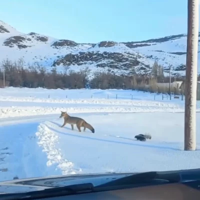 Una amistad poco probable: el tierno video de un zorro y un zorrino paseando en El Chaltén