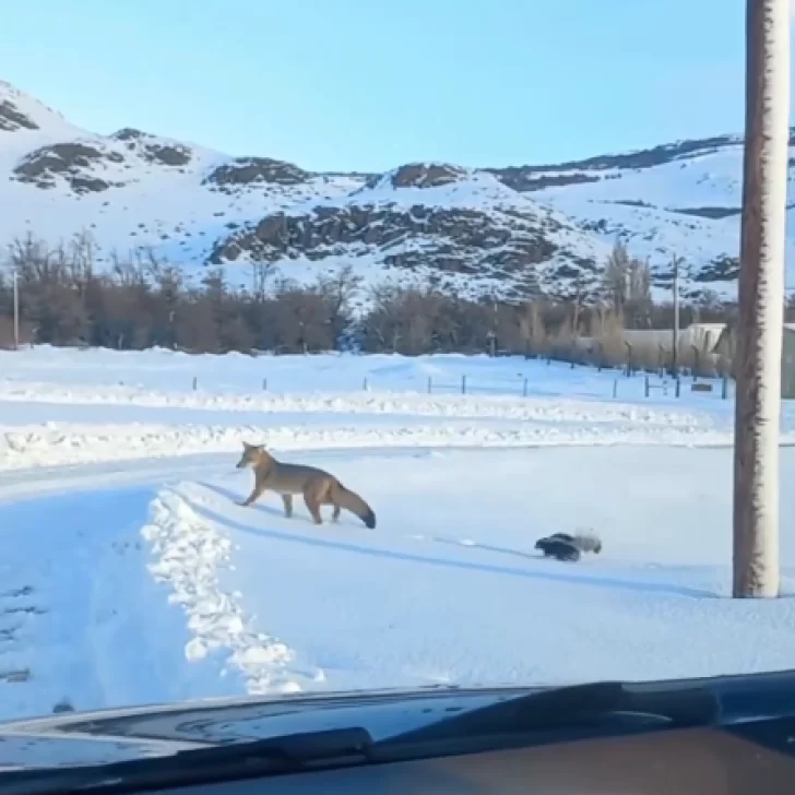 Una amistad poco probable: el tierno video de un zorro y un zorrino paseando en El Chaltén