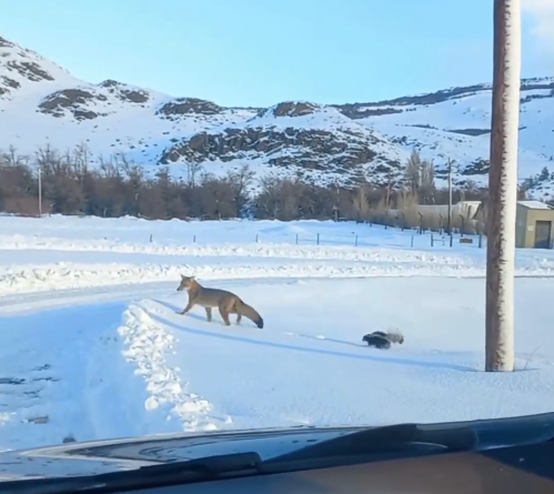 Una amistad poco probable: el tierno video de un zorro y un zorrino paseando en El Chaltén