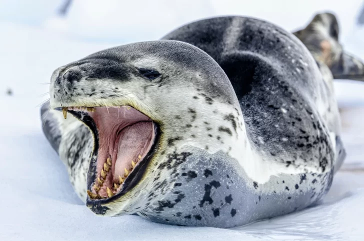 Leopard-seals-scaled-1-728x482