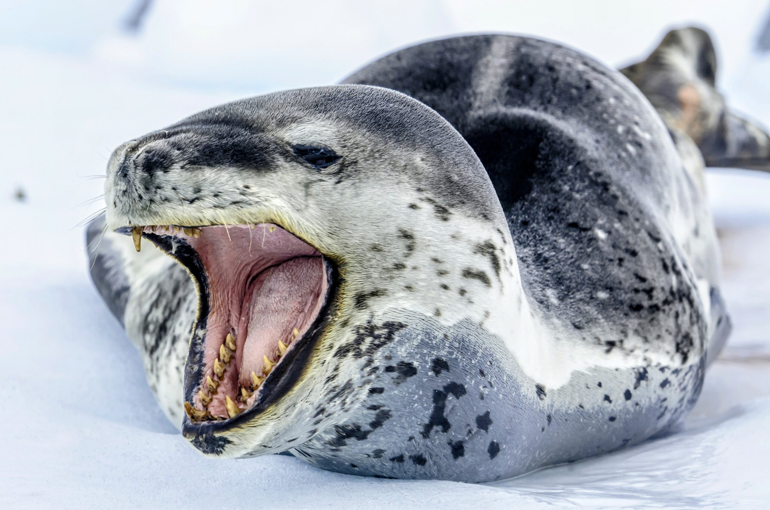 Leopard-seals-scaled-1-728x482
