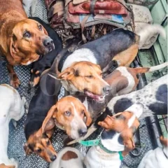 Temporal de nieve en Santa Cruz: rescataron al puestero y a sus 13 perros