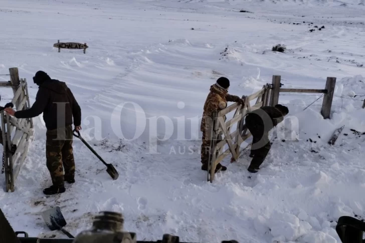 RESCATE-PUESTERO-13-PERROS-ESTANCIA-LA-NUEVA-ARGENTINA-5-728x485