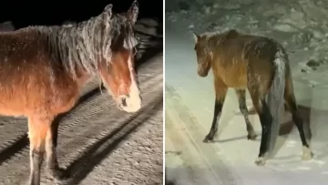 Caballos salvajes quedaron “congelados” en un camino rural 