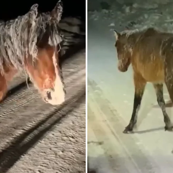 Caballos salvajes quedaron “congelados” en un camino rural 