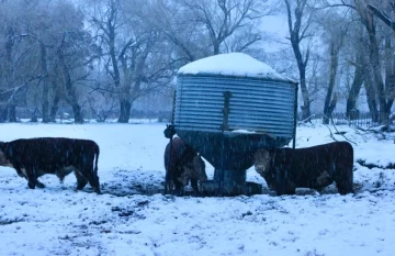 Habrá que esperar que pase el invierno para conocer la totalidad de las pérdidas