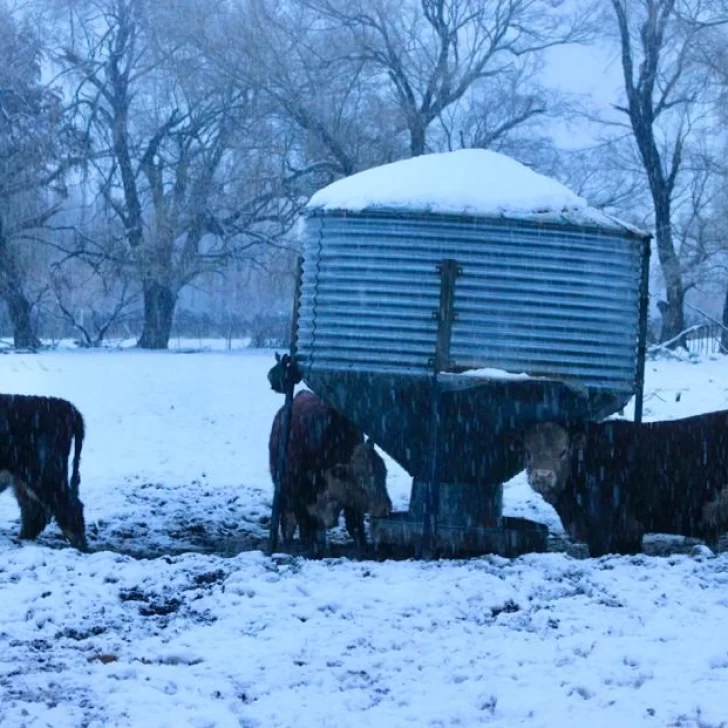 Habrá que esperar que pase el invierno para conocer la totalidad de las pérdidas