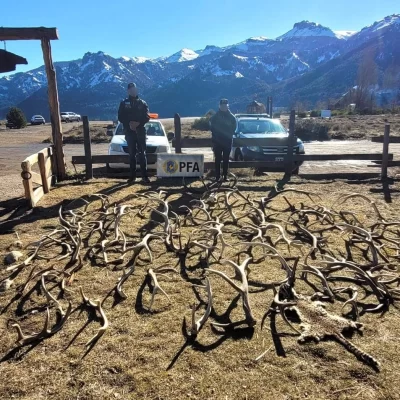 Caza ilegal en la Patagonia: secuestran decenas de cuernos y cabezas de ciervo usados como “trofeo”