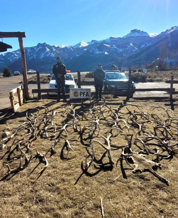 Caza ilegal en la Patagonia: secuestran decenas de cuernos y cabezas de ciervo usados como “trofeo”