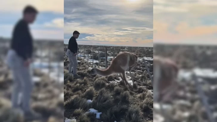 Claudio Vidal rescató un guanaco con su hijo y celebró el Día del Amigo